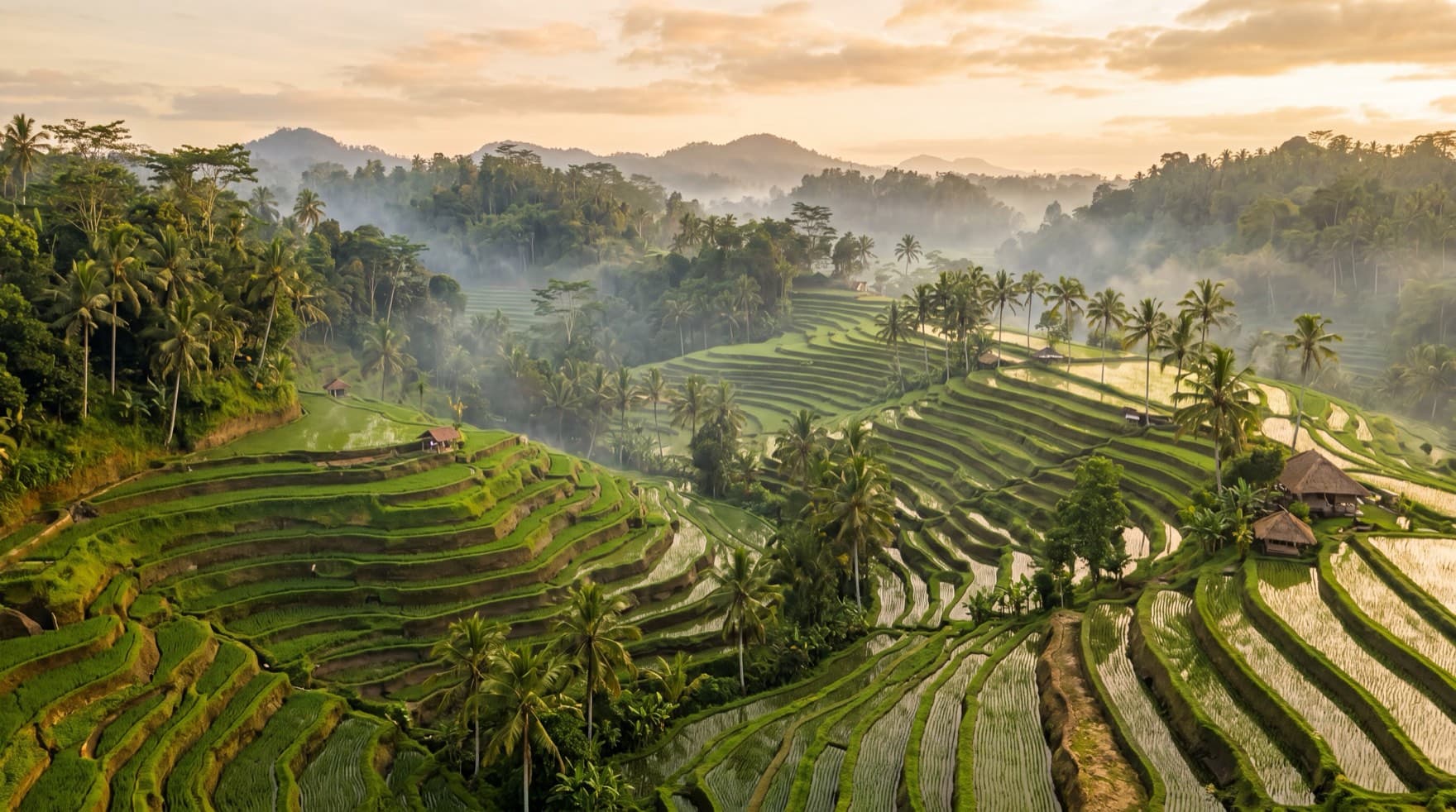 Rice terraces near Ubud, Bali at golden morning light — emerald stepped paddy fields, coconut palms and misty layered hills